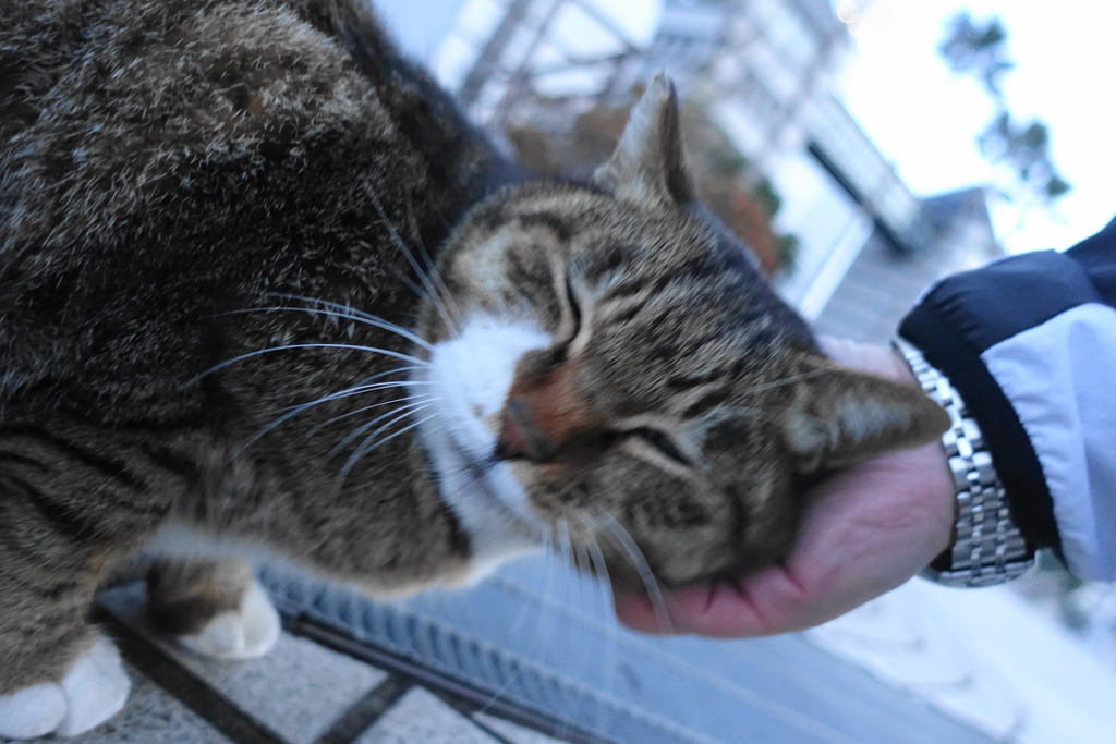 f:id:shigeo-t:20190216101748j:plain f:id:shigeo-t:20190216101748j:plain