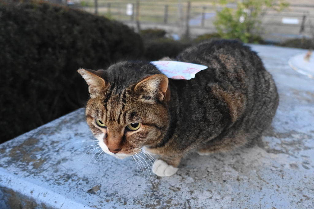 f:id:shigeo-t:20190216103336j:plain f:id:shigeo-t:20190216103336j:plain