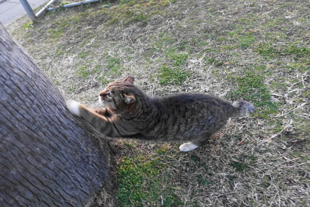 f:id:shigeo-t:20190216103522j:plain f:id:shigeo-t:20190216103522j:plain