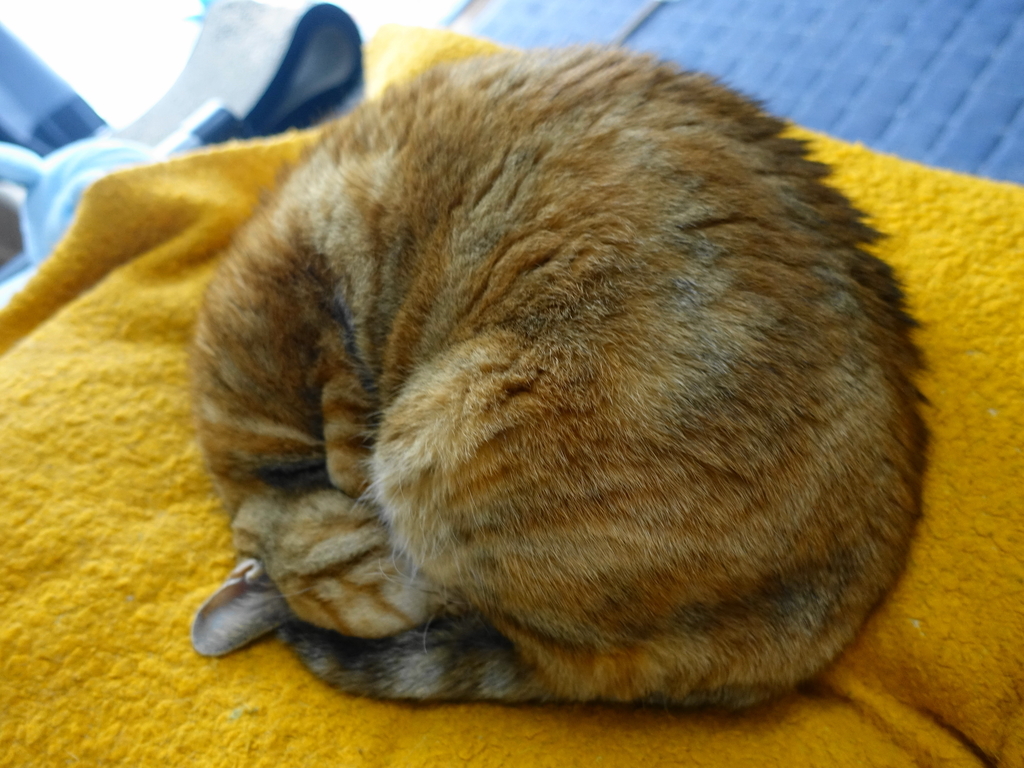 f:id:shigeo-t:20190220114551j:plain f:id:shigeo-t:20190220114551j:plain