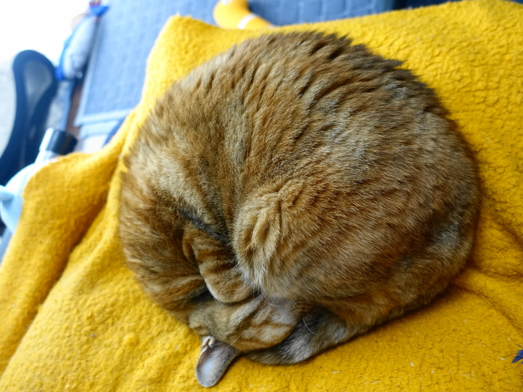 f:id:shigeo-t:20190220114755j:plain f:id:shigeo-t:20190220114755j:plain