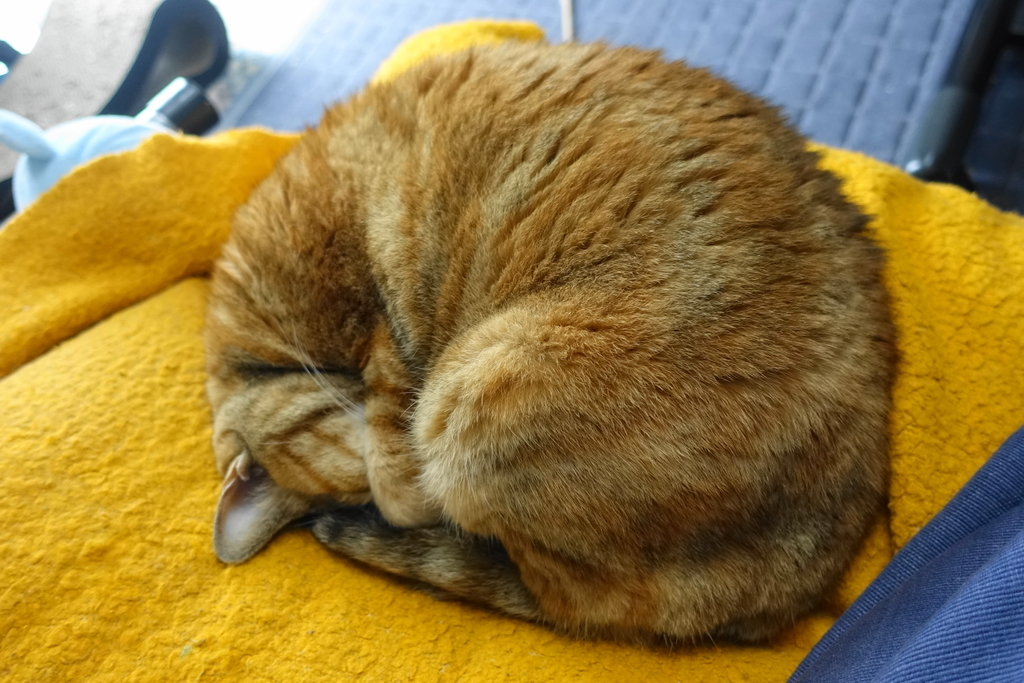 f:id:shigeo-t:20190220114931j:plain f:id:shigeo-t:20190220114931j:plain