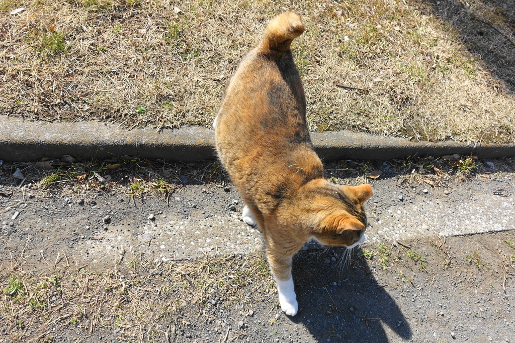 f:id:shigeo-t:20190222093019j:plain