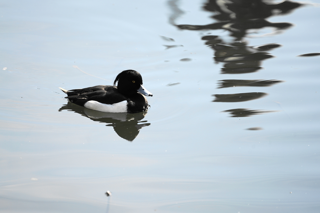 f:id:shigeo-t:20190222093636j:plain