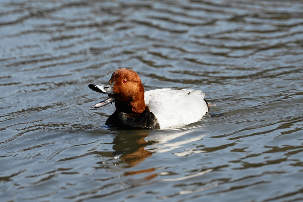 f:id:shigeo-t:20190222093948j:plain