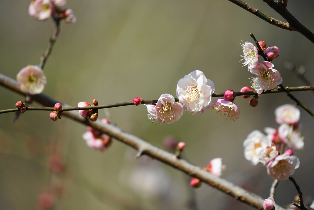 f:id:shigeo-t:20190222094111j:plain