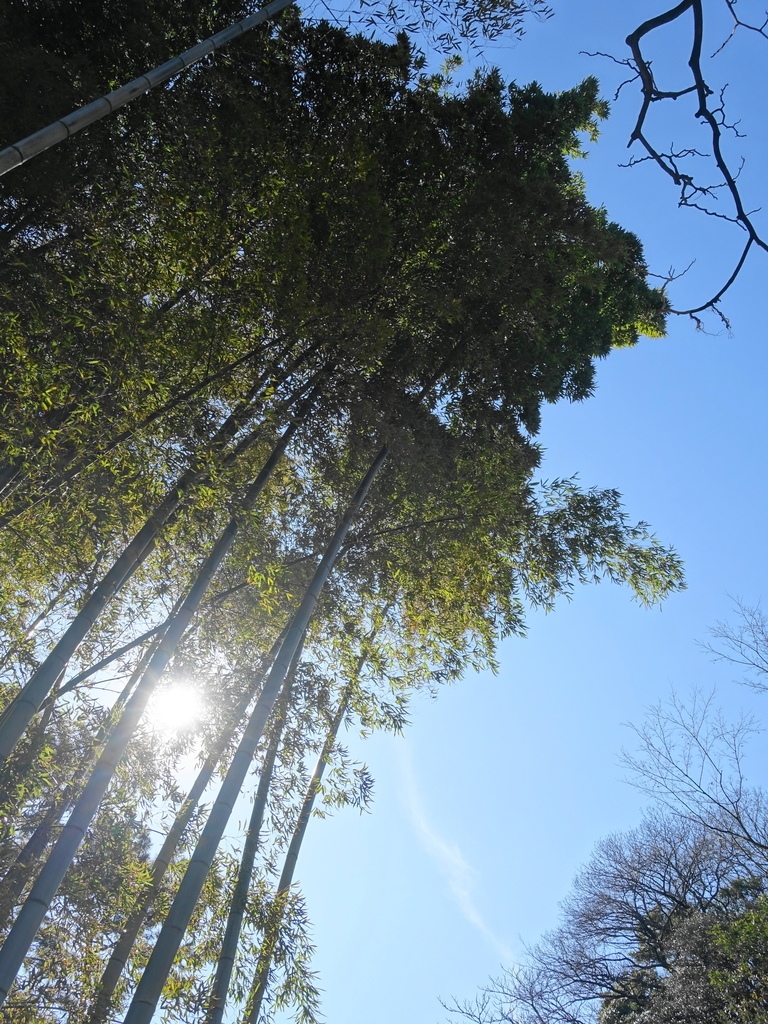 f:id:shigeo-t:20190222094201j:plain