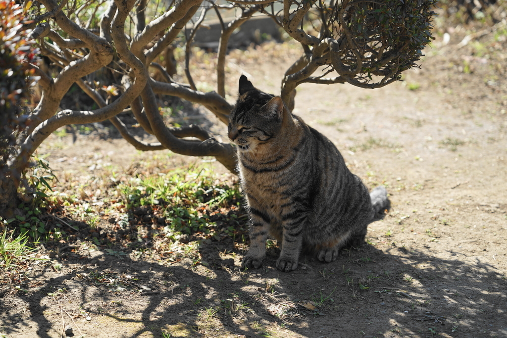 f:id:shigeo-t:20190222094623j:plain