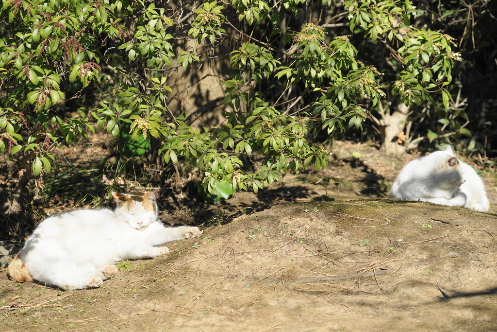 f:id:shigeo-t:20190222094955j:plain