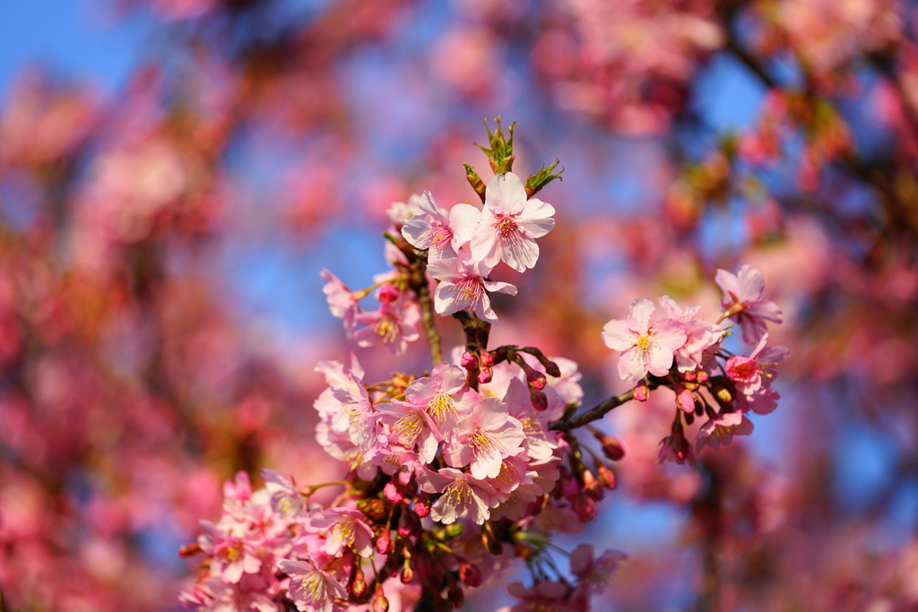 f:id:shigeo-t:20190224105234j:plain