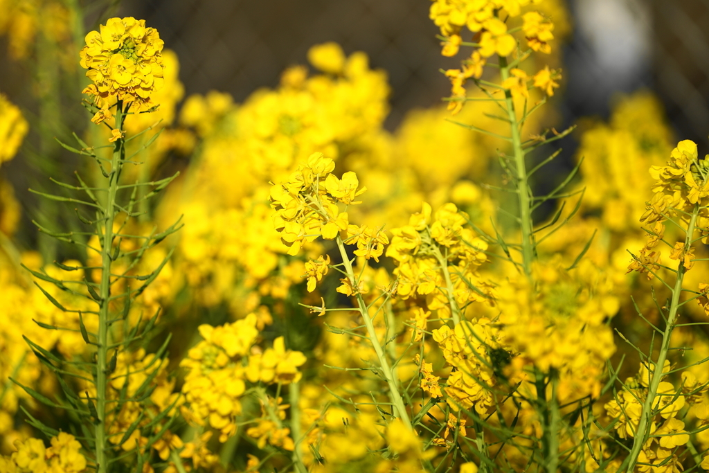 f:id:shigeo-t:20190224105243j:plain