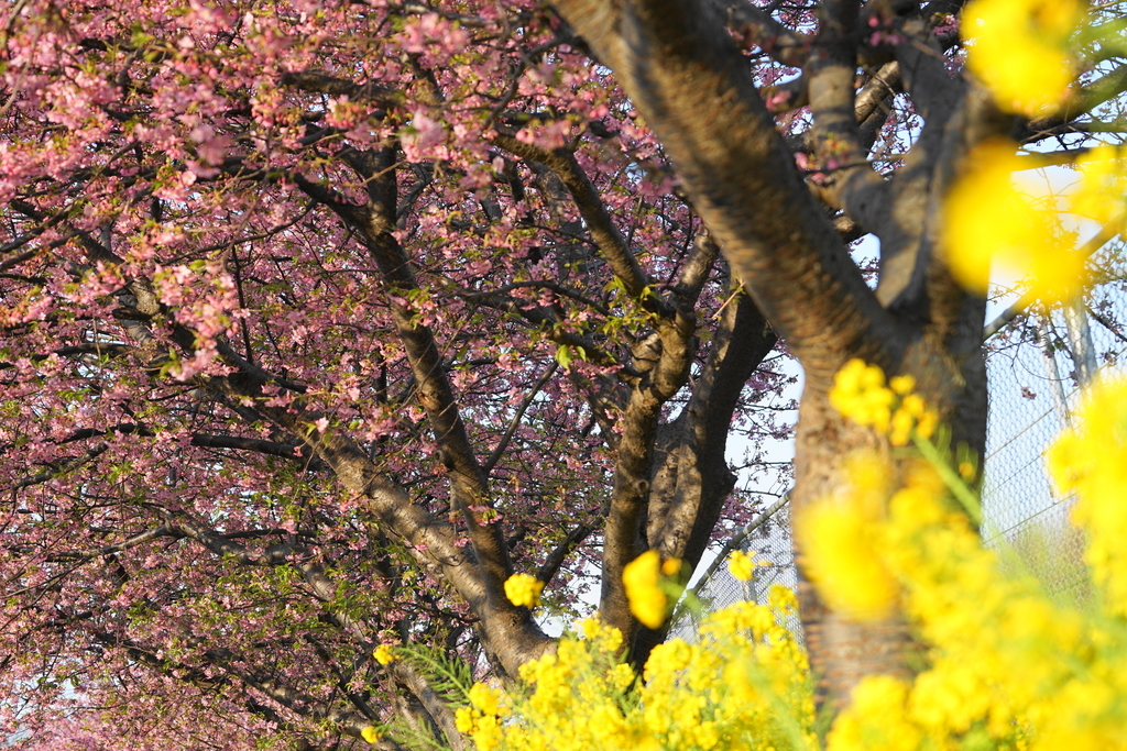 f:id:shigeo-t:20190224105502j:plain