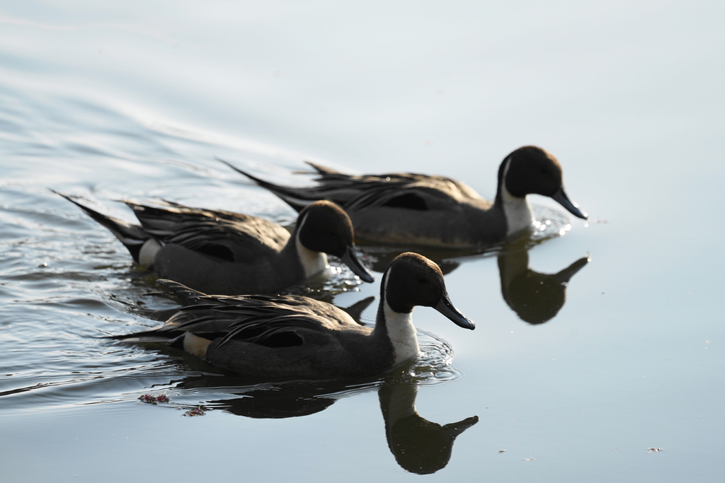 f:id:shigeo-t:20190224105606j:plain