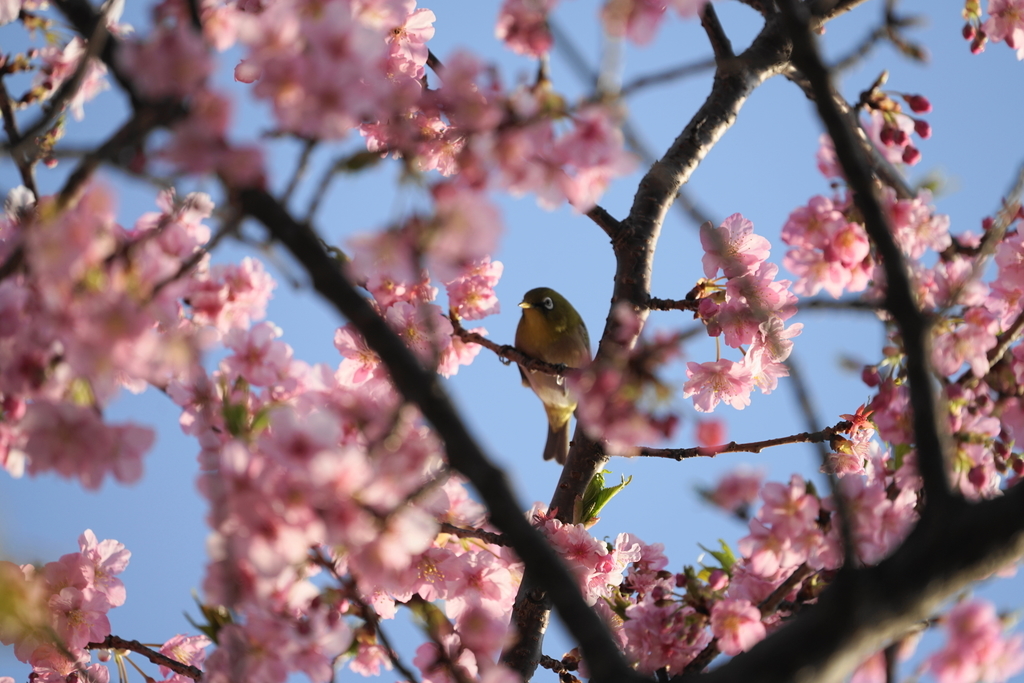 f:id:shigeo-t:20190224105714j:plain