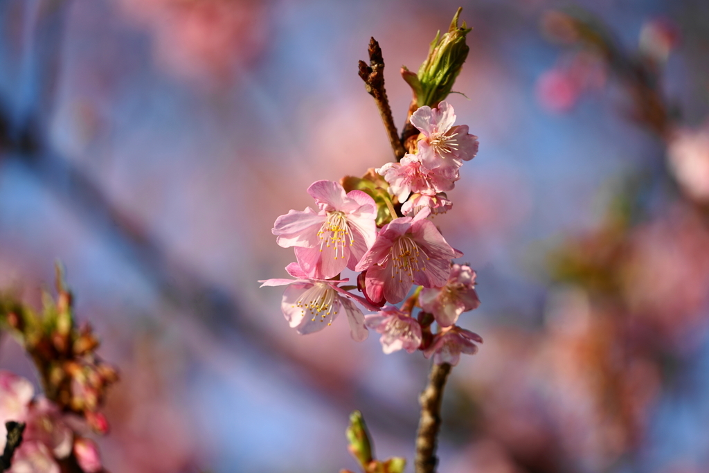 f:id:shigeo-t:20190224105833j:plain