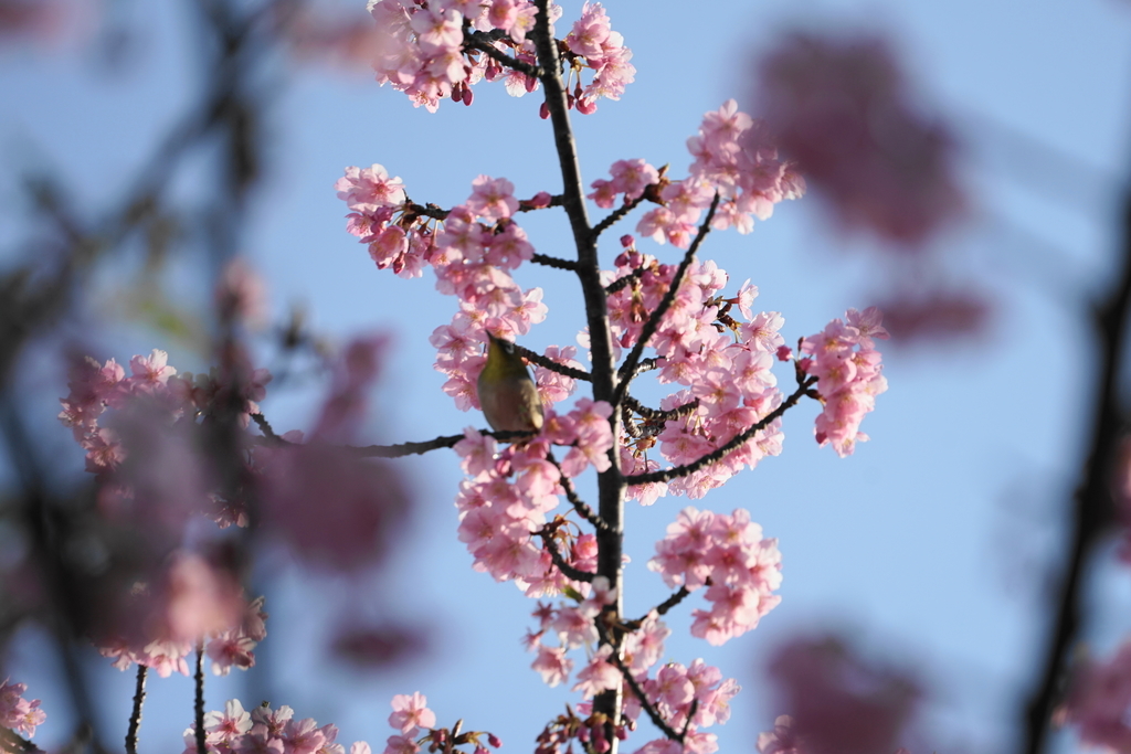 f:id:shigeo-t:20190224110116j:plain