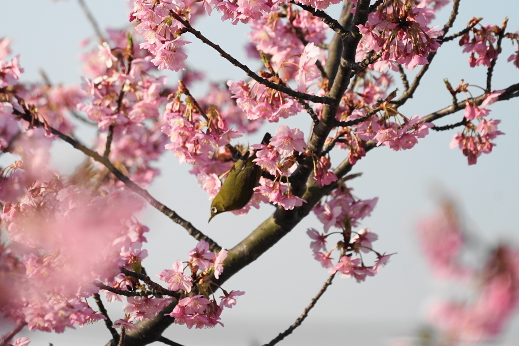 f:id:shigeo-t:20190224110144j:plain