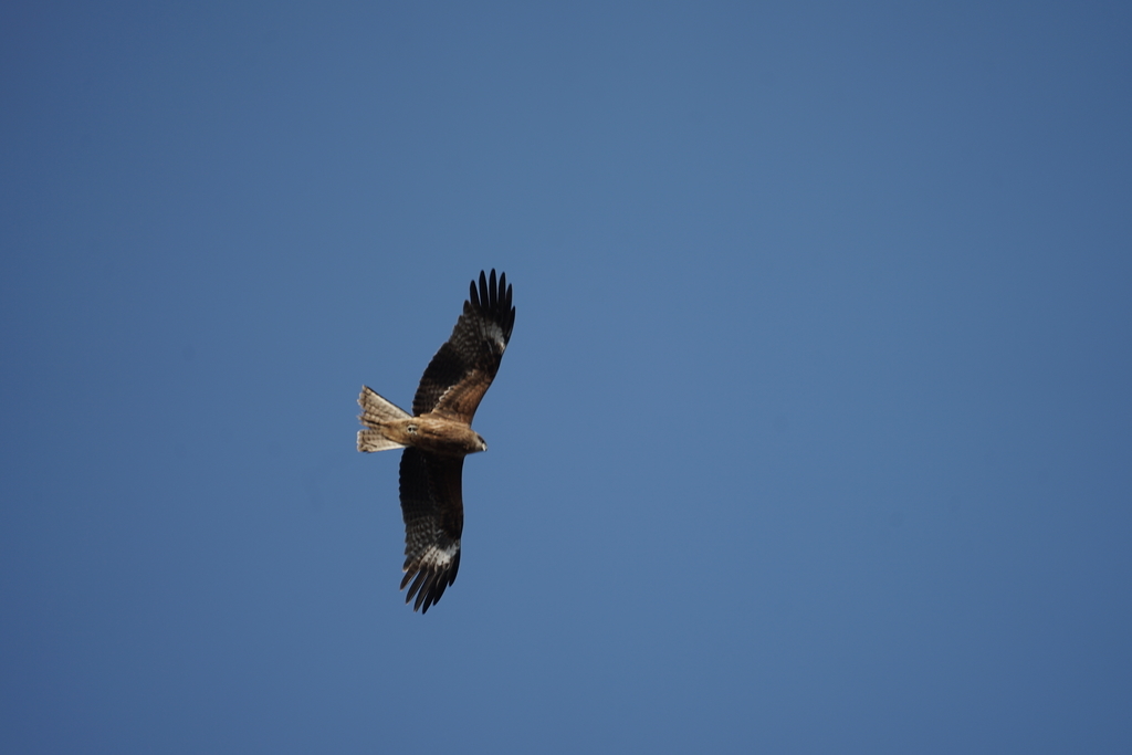 f:id:shigeo-t:20190224110541j:plain