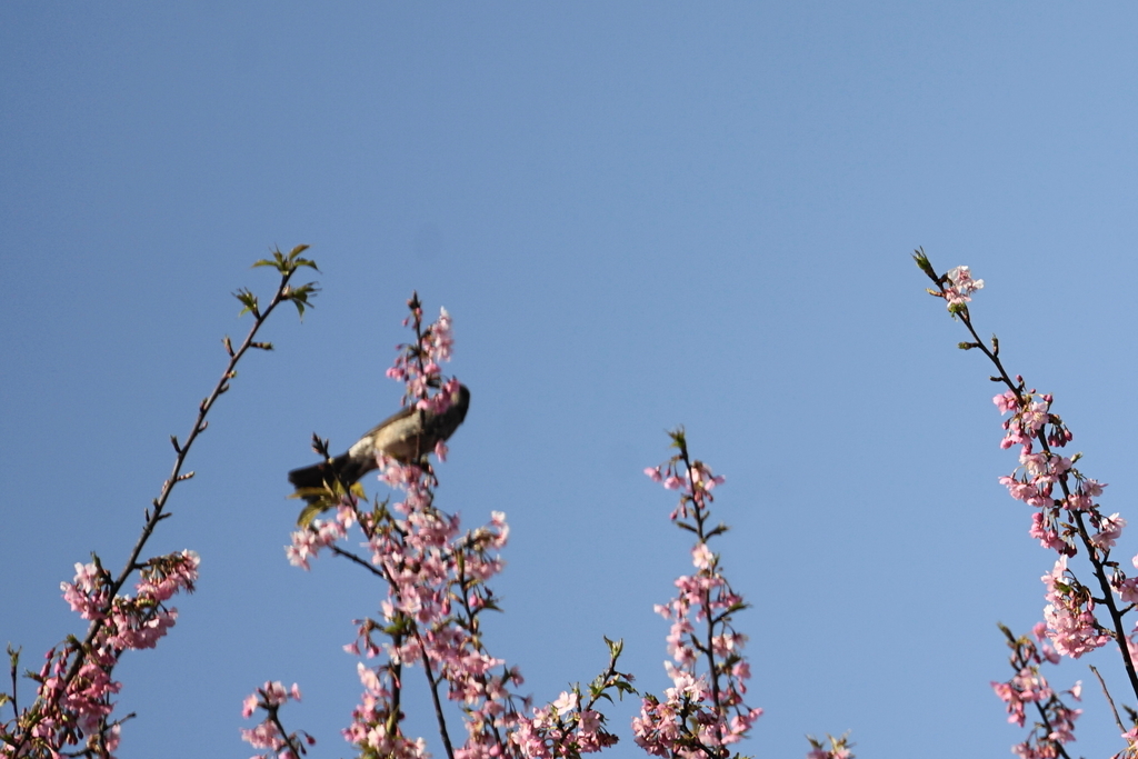 f:id:shigeo-t:20190224110757j:plain