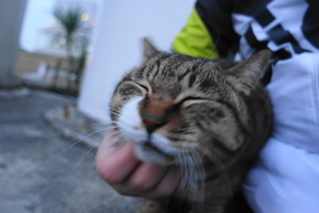 f:id:shigeo-t:20190227100107j:plain f:id:shigeo-t:20190227100107j:plain
