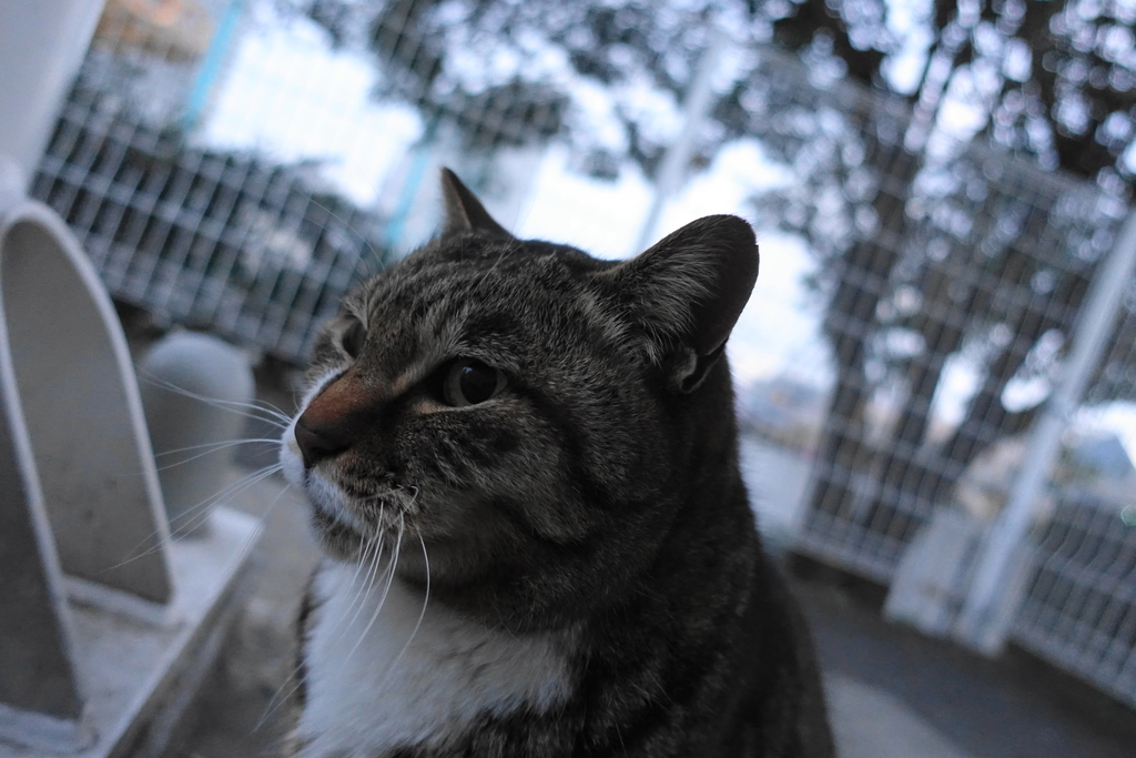 f:id:shigeo-t:20190227100258j:plain f:id:shigeo-t:20190227100258j:plain