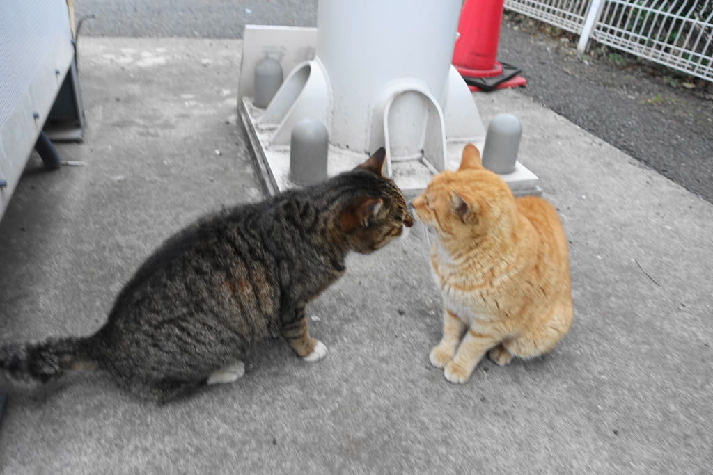 f:id:shigeo-t:20190228103231j:plain f:id:shigeo-t:20190228103231j:plain