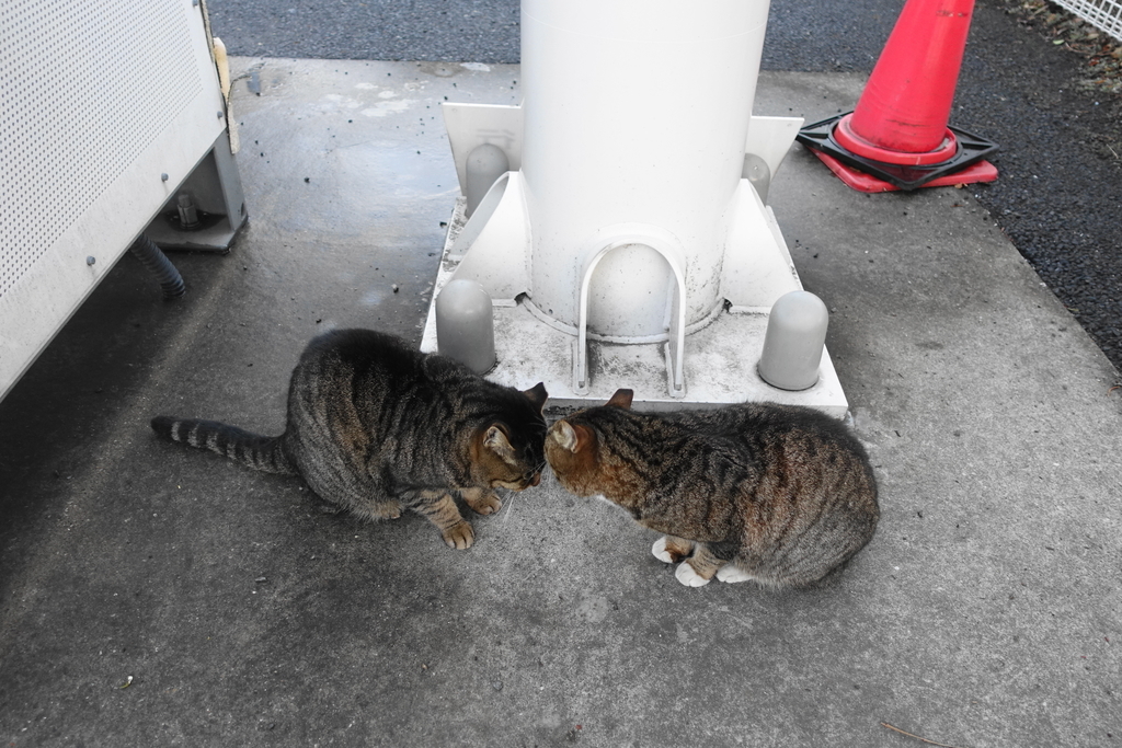 f:id:shigeo-t:20190228104131j:plain f:id:shigeo-t:20190228104131j:plain