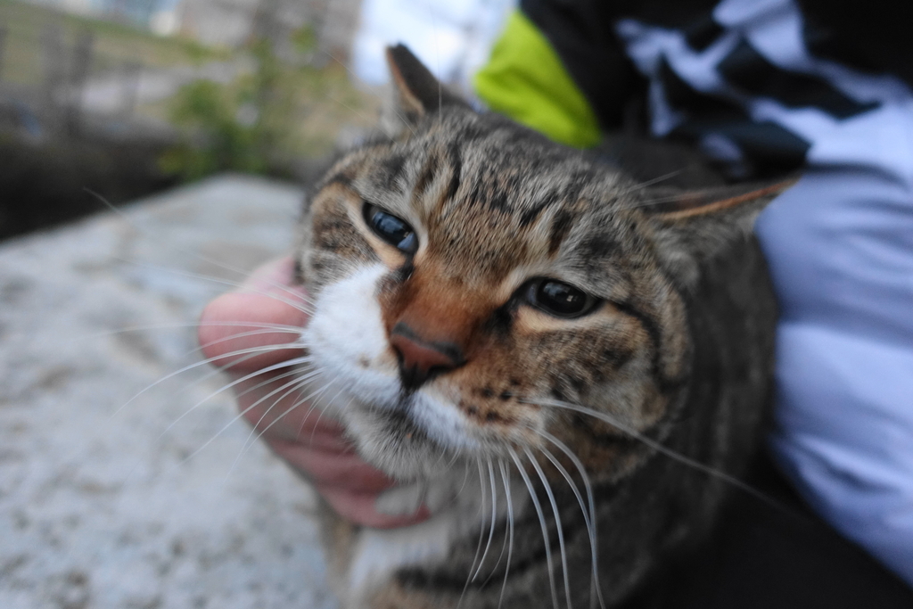 f:id:shigeo-t:20190228104820j:plain f:id:shigeo-t:20190228104820j:plain