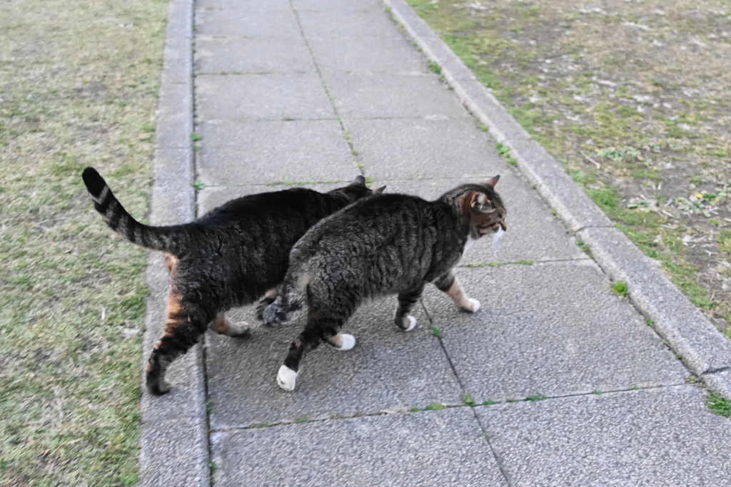 f:id:shigeo-t:20190301085719j:plain