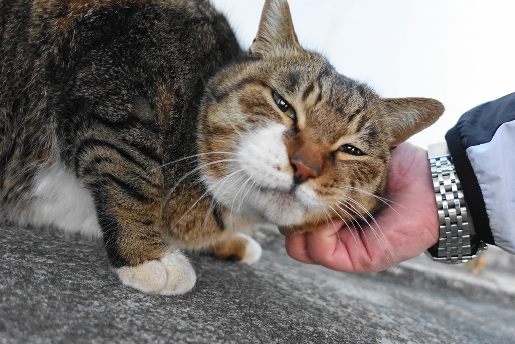 f:id:shigeo-t:20190301085938j:plain