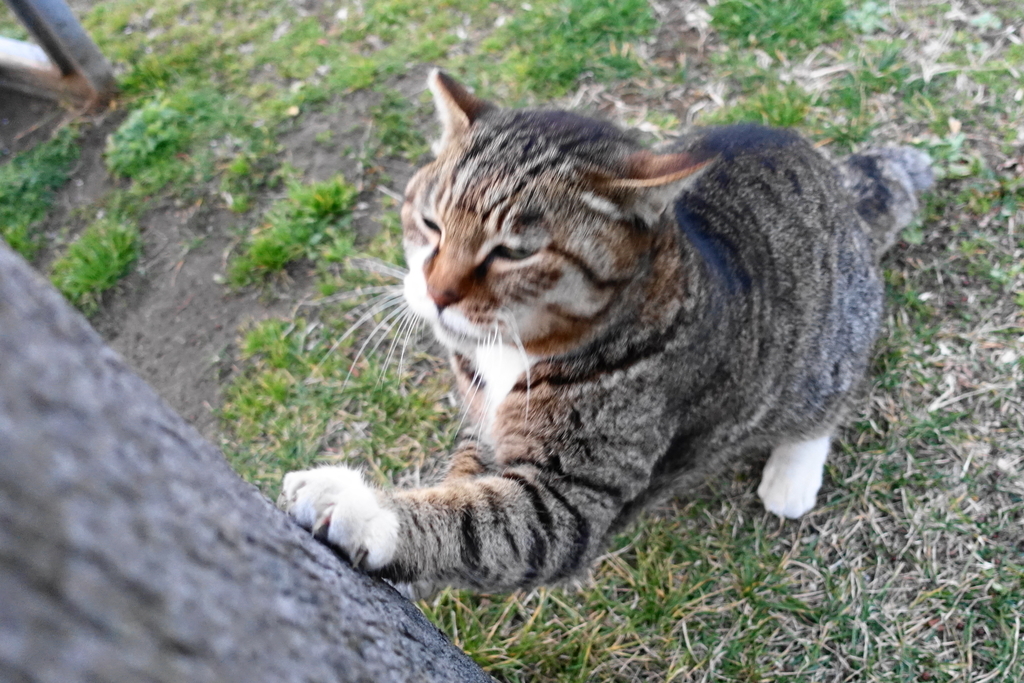 f:id:shigeo-t:20190301090108j:plain