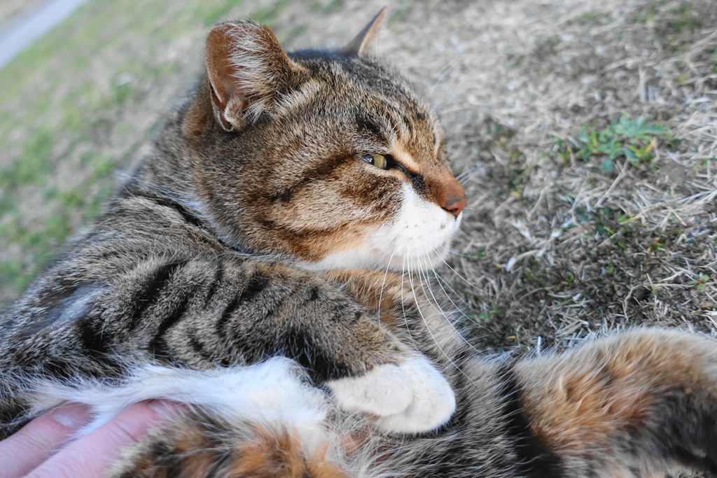 f:id:shigeo-t:20190301090150j:plain