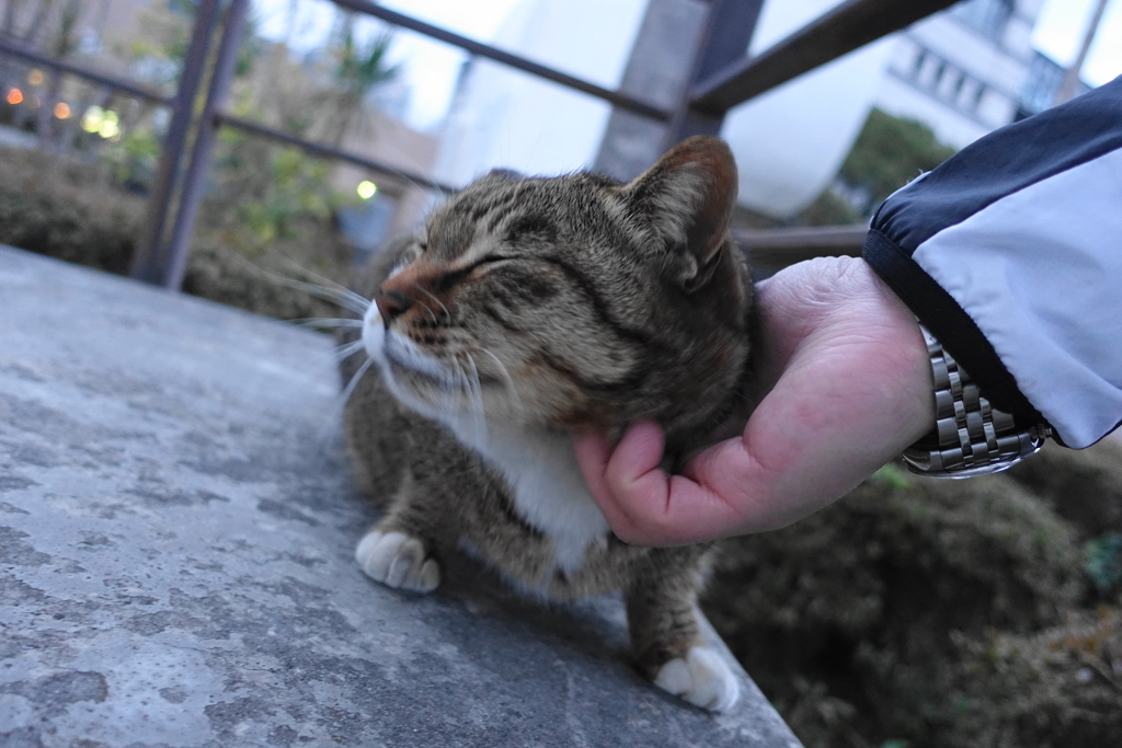 f:id:shigeo-t:20190301090915j:plain