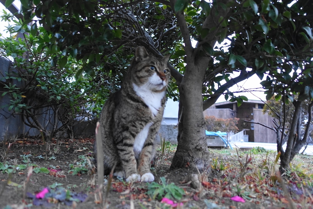 f:id:shigeo-t:20190301090931j:plain