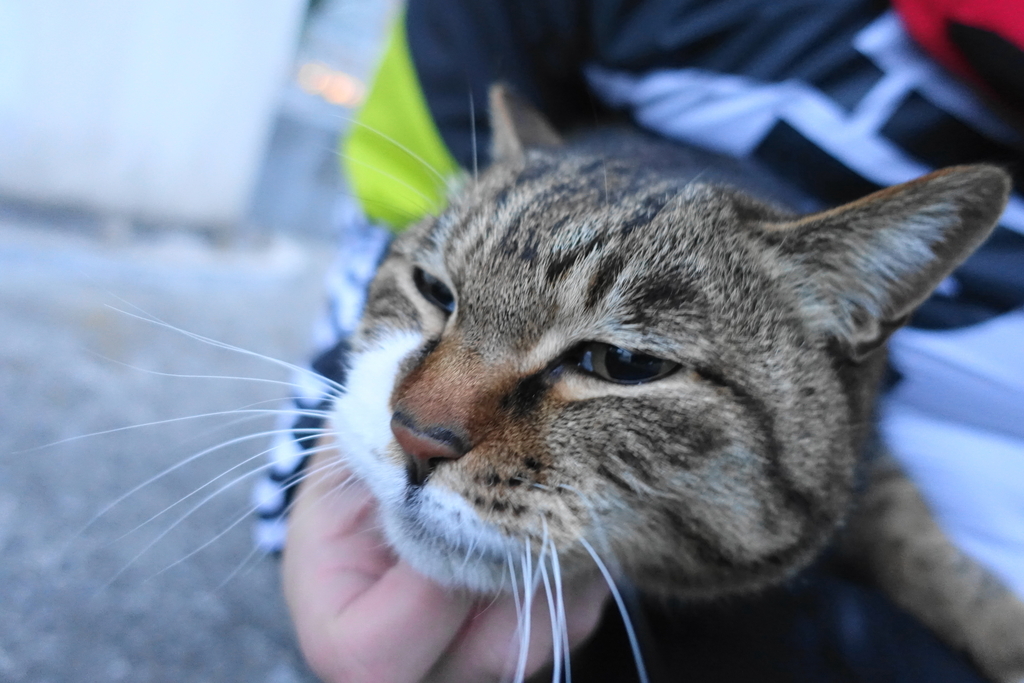 f:id:shigeo-t:20190301091130j:plain