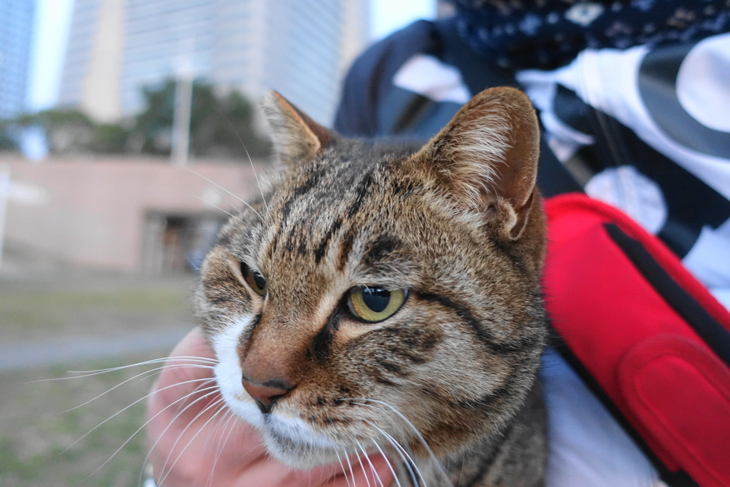 f:id:shigeo-t:20190301092330j:plain