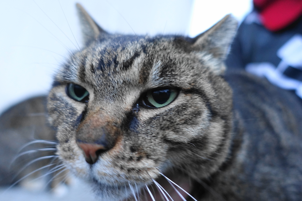 f:id:shigeo-t:20190314102051j:plain f:id:shigeo-t:20190314102051j:plain