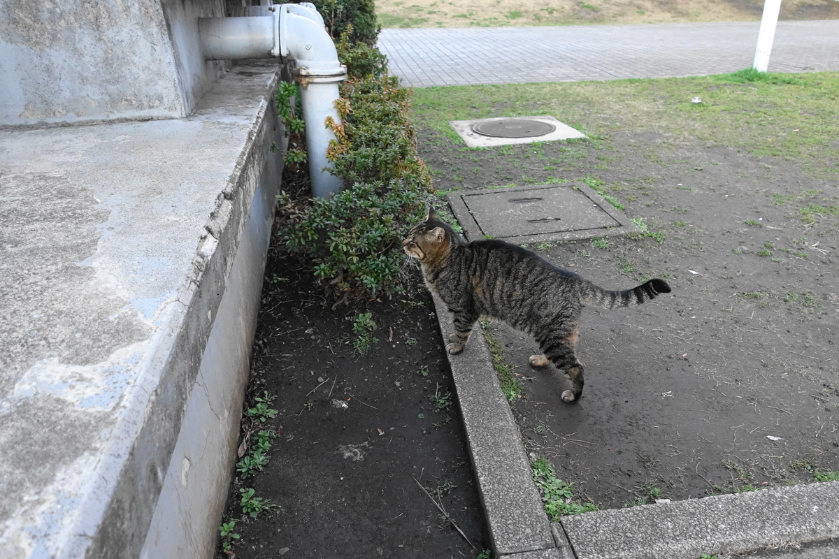f:id:shigeo-t:20190314103422j:plain f:id:shigeo-t:20190314103422j:plain