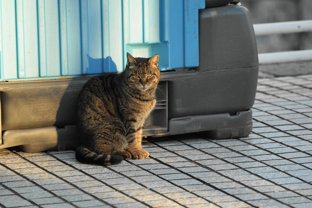 f:id:shigeo-t:20190314104202j:plain f:id:shigeo-t:20190314104202j:plain