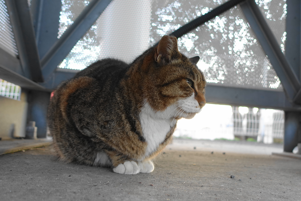 f:id:shigeo-t:20190314104810j:plain f:id:shigeo-t:20190314104810j:plain