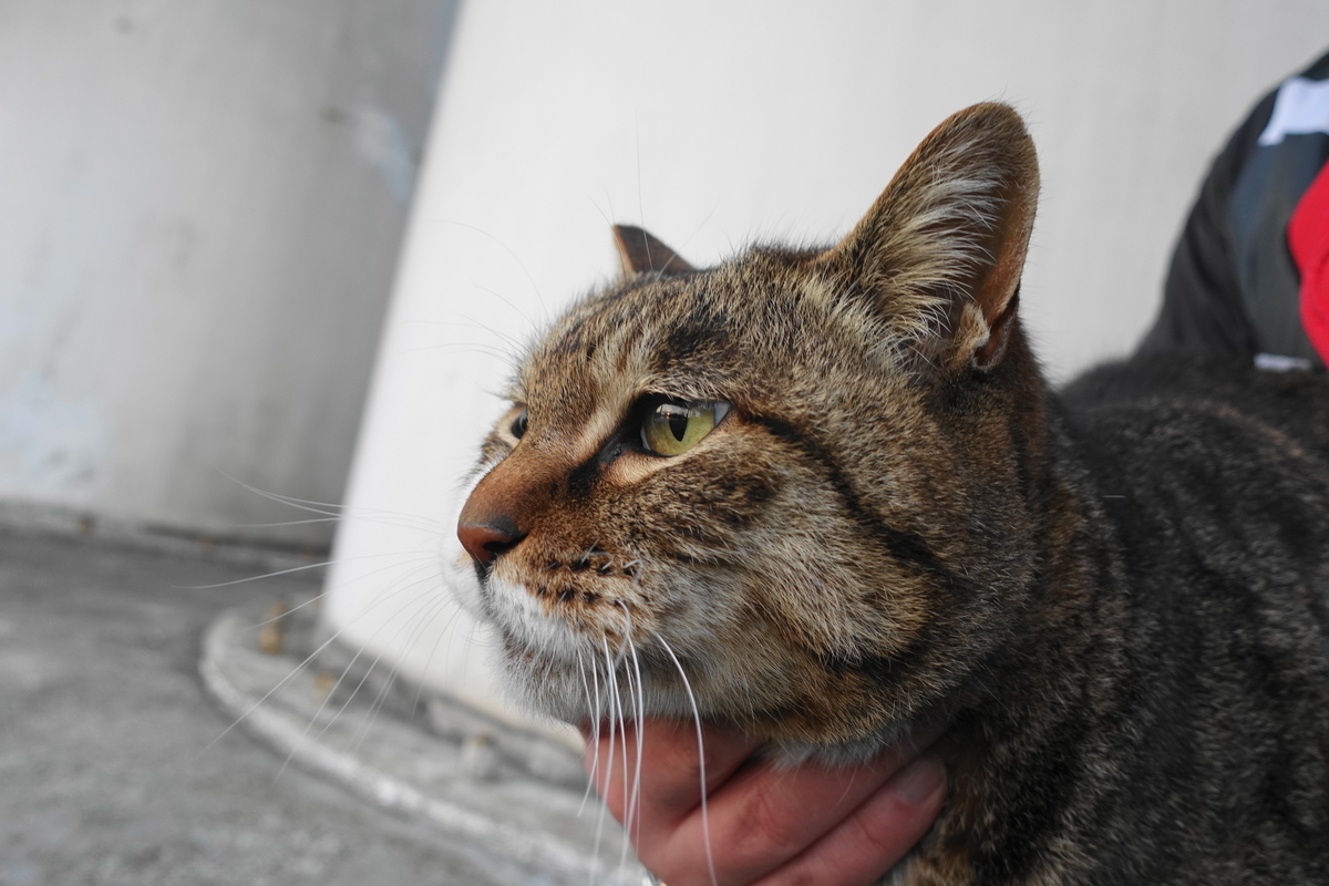 f:id:shigeo-t:20190314105209j:plain f:id:shigeo-t:20190314105209j:plain