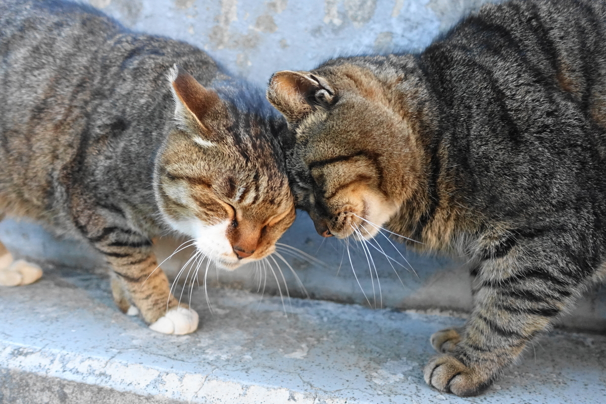 f:id:shigeo-t:20190316093522j:plain f:id:shigeo-t:20190316093522j:plain