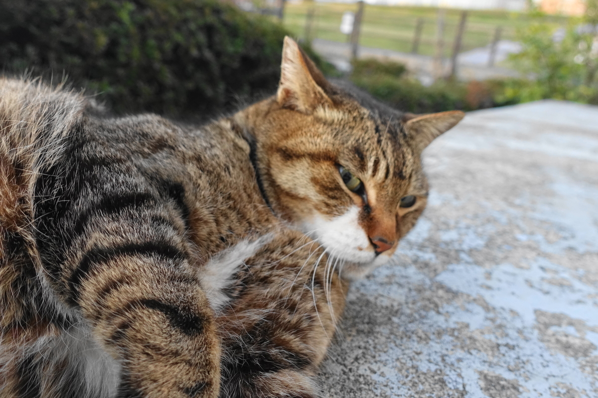 f:id:shigeo-t:20190316093618j:plain f:id:shigeo-t:20190316093618j:plain