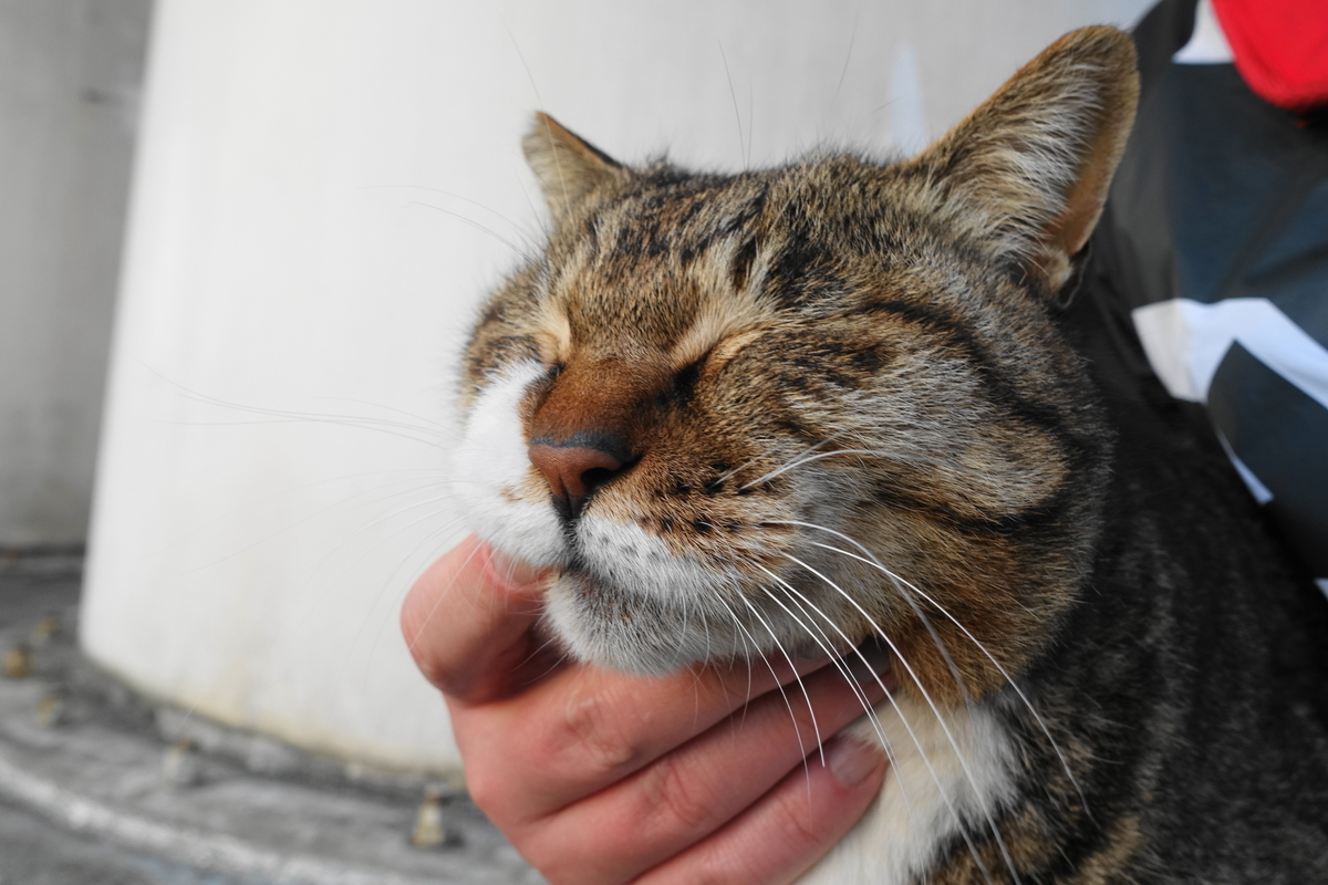 f:id:shigeo-t:20190316094147j:plain f:id:shigeo-t:20190316094147j:plain