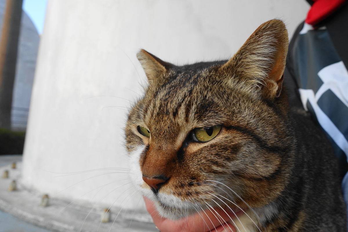 f:id:shigeo-t:20190316094247j:plain f:id:shigeo-t:20190316094247j:plain