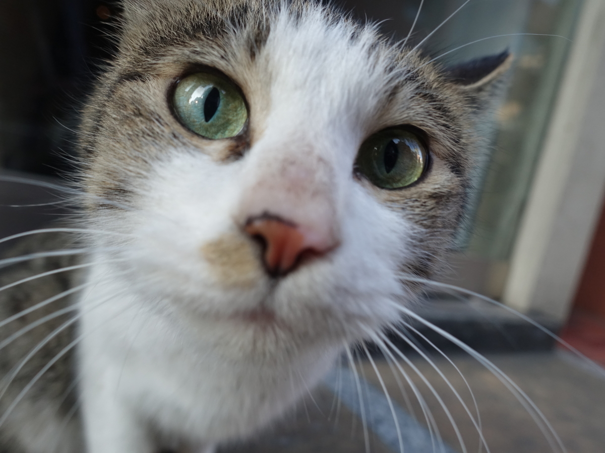 f:id:shigeo-t:20190316094908j:plain f:id:shigeo-t:20190316094908j:plain