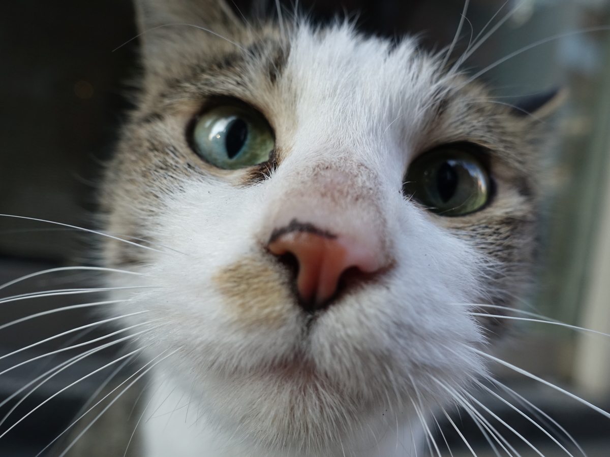 f:id:shigeo-t:20190316094938j:plain f:id:shigeo-t:20190316094938j:plain