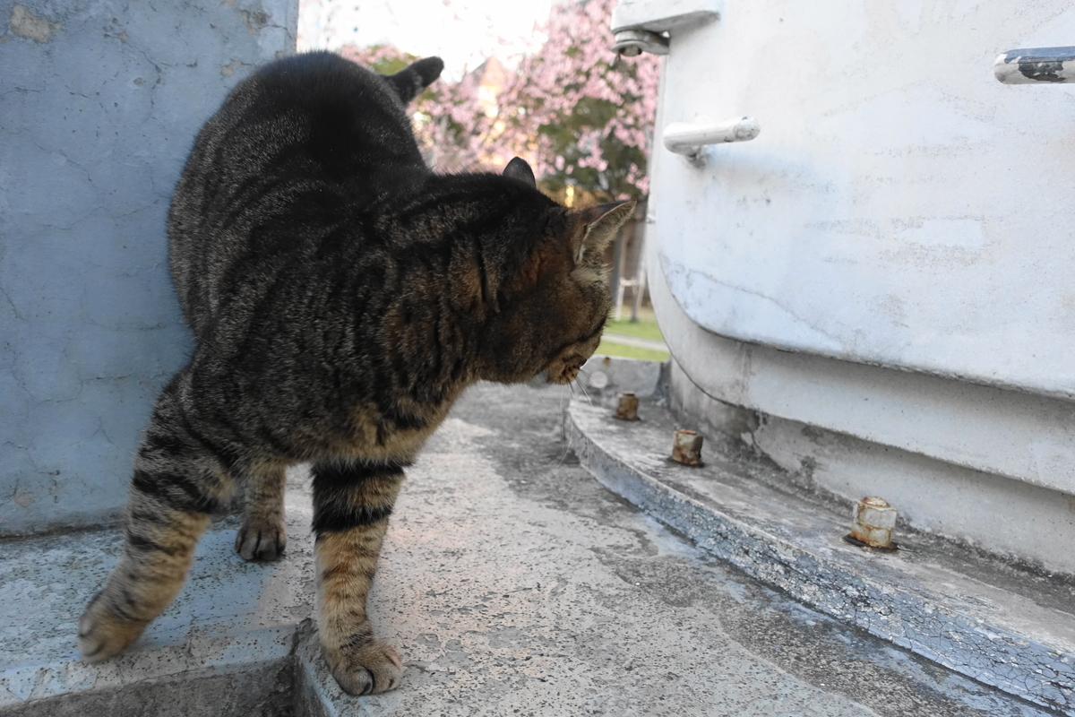 f:id:shigeo-t:20190316095328j:plain f:id:shigeo-t:20190316095328j:plain
