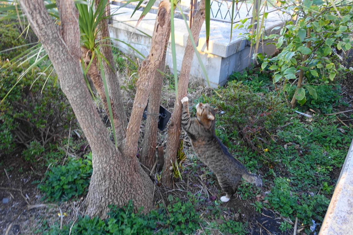 f:id:shigeo-t:20190316095621j:plain f:id:shigeo-t:20190316095621j:plain