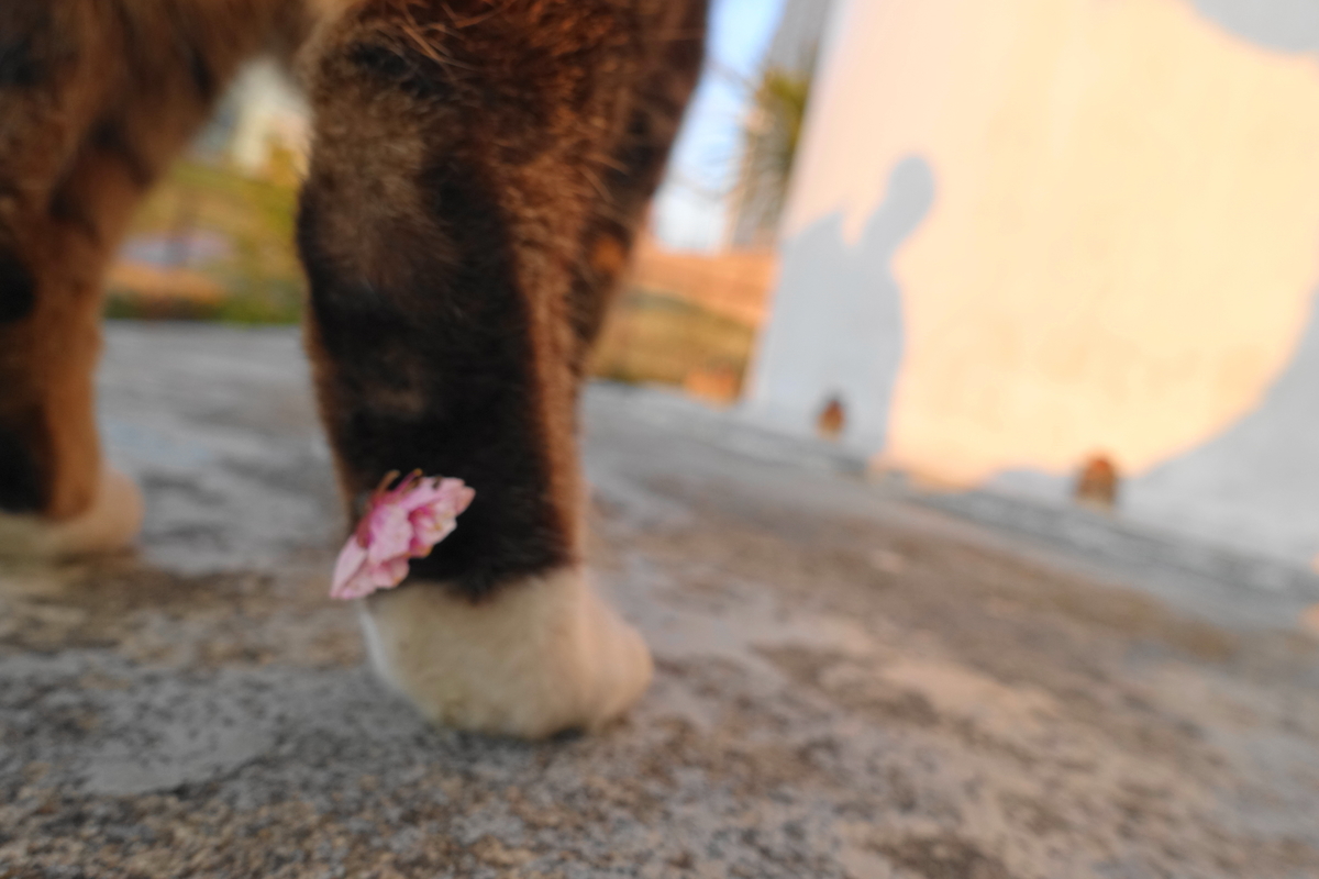 f:id:shigeo-t:20190316100240j:plain f:id:shigeo-t:20190316100240j:plain